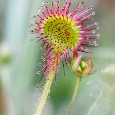 La Drosera