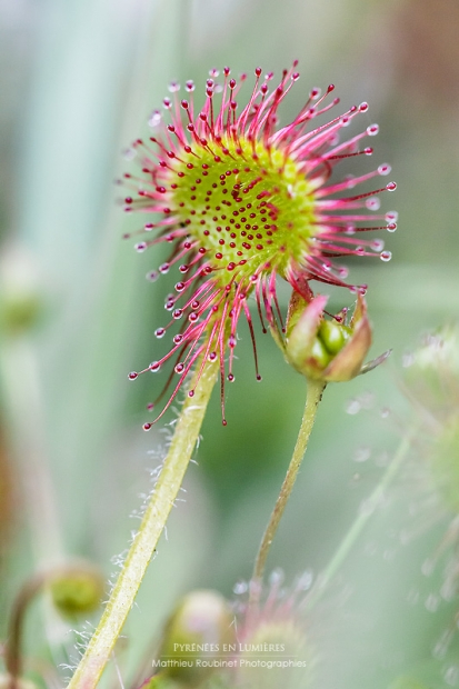 La Drosera