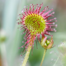 La Drosera