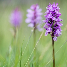 Trio d'Orchis