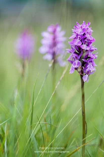 Trio d'Orchis