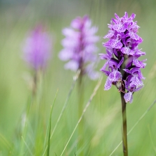 Trio d'Orchis