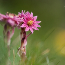 Joubarbes des montagnes