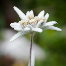 Edelweiss