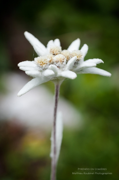 Edelweiss