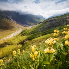 Gentianes d'Ossoue /1