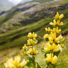 Gentianes d'Ossoue /2