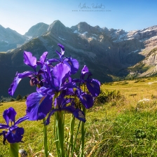 Les Iris et le Cirque