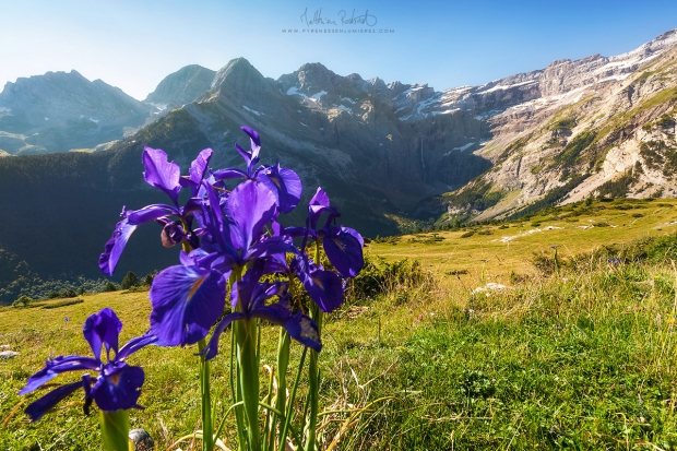 Les Iris et le Cirque