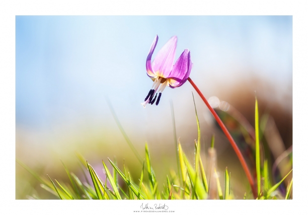 L'Erythone /6