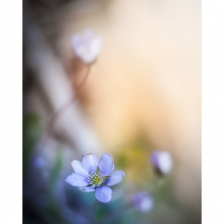 Anémone Hépatique /1