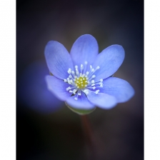 Anémone Hépatique /3