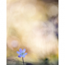 Anémone Hépatique /4