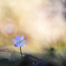 Flore et Faune