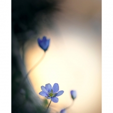 Anémone Hépatique /2