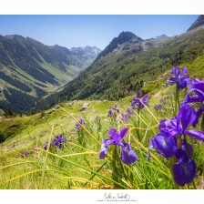 Iris en Vallée du Tech