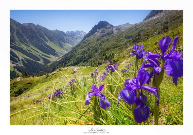 Iris en Vallée du Tech