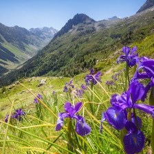 Iris en Vallée du Tech