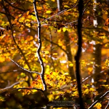 ForÃªt ardente