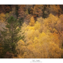 20211113_vallee_ossau001_mr