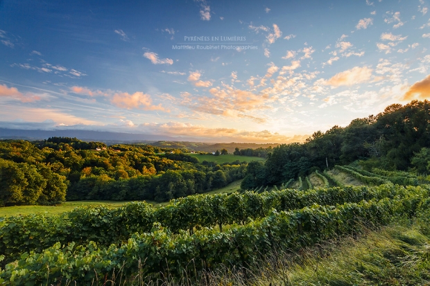 Vignoble du Jurançon