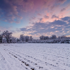 Snowy fields