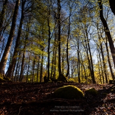 L'éveil de la forêt