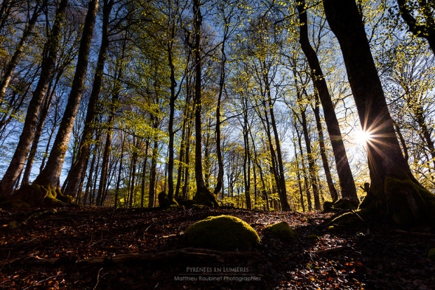 L'éveil de la forêt