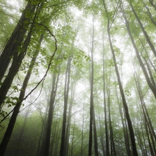 20160514_cascadearizes004_mr