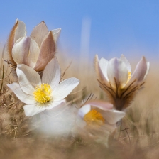 Pulsatilles Printanières /1