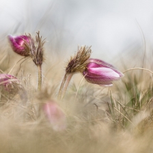 Pulsatilles Printanières /2