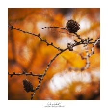 20211113_benou004_mr